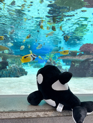 「神戸須磨シーワールドで無料の謎解き！隠しエリアや春限定フォトスポット、ぬい活も」の写真