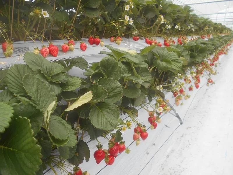 「あまおう」栽培の様子（八女市「プーさんのいちご園」）