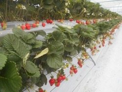 「あまおう」栽培の様子（八女市「プーさんのいちご園」）