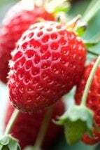 「いばらキッス」のイメージ