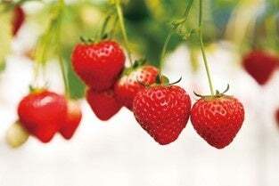 「さぬきひめ」のイメージ