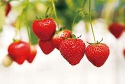 「さぬきひめ」のイメージ