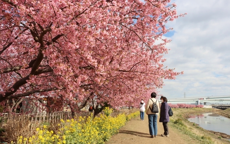 第16回 小出川桜まつり（写真提供：三山静雄氏）