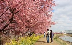 第16回 小出川桜まつり（写真提供：三山静雄氏）