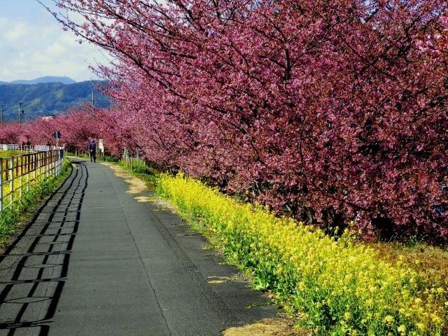 第22回 山の手さくらまつり│（一社）焼津市観光協会