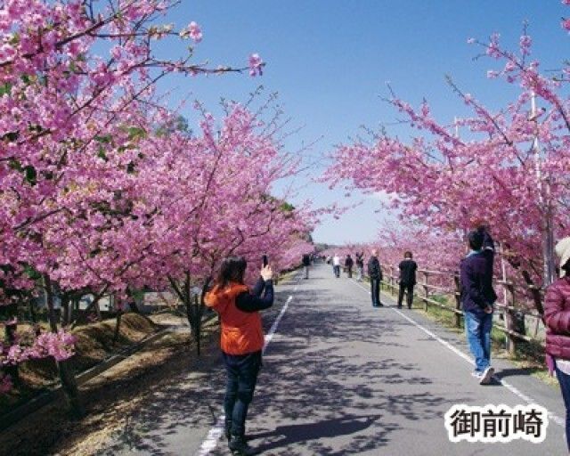 浜岡砂丘さくら祭り2026（過去の様子）