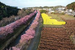 東大山河津桜まつり2026