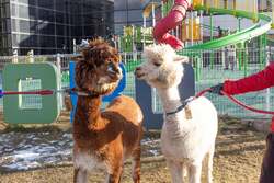 長いまつげに包まれた大きな瞳の愛らしいアルパカがエントランスでお迎え