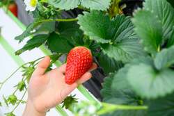 「赤ちゃん連れに最適！京都・宮津のホテルが認定宿に　いちご狩りや遊び場、特典も充実」の写真