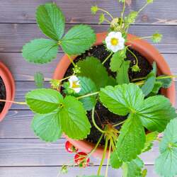 「1日限定！白いいちごやハート型など10種超が集結、アークヒルズでいちご祭開催」の写真