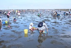 「2026【関東】潮干狩り場おすすめ9選｜無料・格安＆開催時期！船橋や木更津の最新情報」の写真