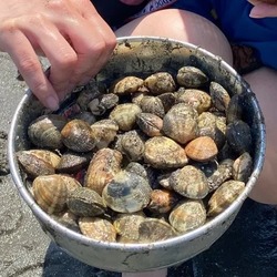 「2026【関東】潮干狩り場おすすめ9選｜無料・格安＆開催時期！船橋や木更津の最新情報」の写真