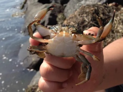 「2026【関東】潮干狩り場おすすめ9選｜無料・格安＆開催時期！船橋や木更津の最新情報」の写真