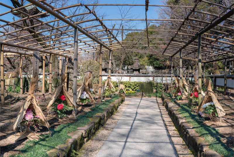 上野東照宮ぼたん苑