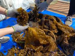 「春ワカメを収穫・試食・お持ち帰り！「横浜・八景島シーパラダイス」でワカメ収穫体験」の写真