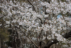昼間の大阪市長居植物園の桜の様子