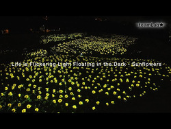 生命は闇に浮かぶまたたく光 - ヒマワリ