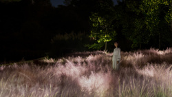 光色の草原 - カピラリス