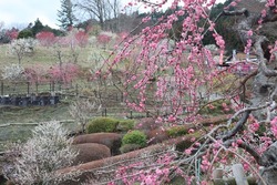 全伐採という苦境を乗り越え、再植樹から10年目を迎えた約1,200本の梅が再び山を鮮やかに彩ります