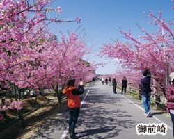 浜岡砂丘さくら祭り2026（過去の様子）