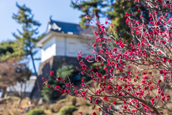 第56回 小田原梅まつり