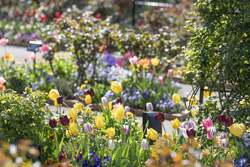 「1万本のチューリップと働く車に大興奮！入園無料の春祭りが練馬ローズガーデンで開催」の写真