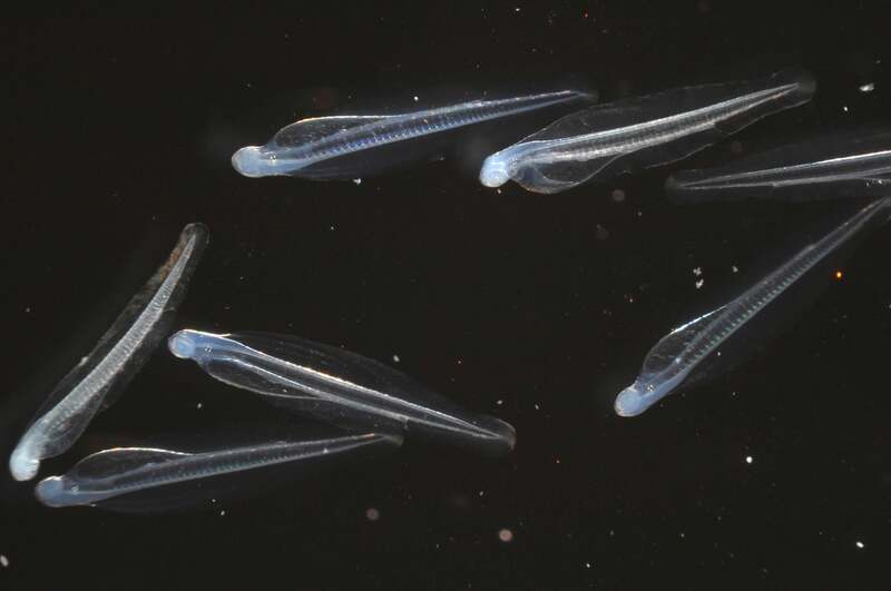 カタクチイワシ(孵化仔魚)