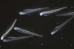 カタクチイワシ(孵化仔魚)