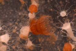 ミズクラゲ(ストロビラ)