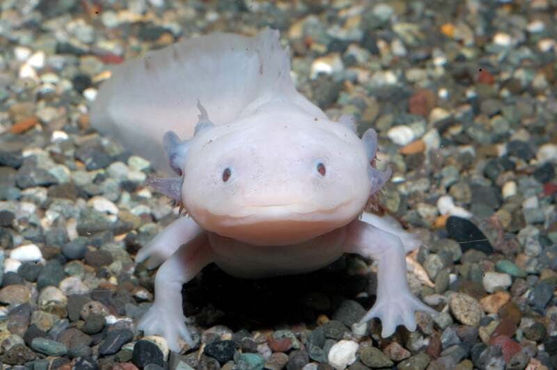 ウーパールーパー（メキシコサラマンダー）