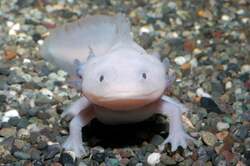 ウーパールーパー（メキシコサラマンダー）