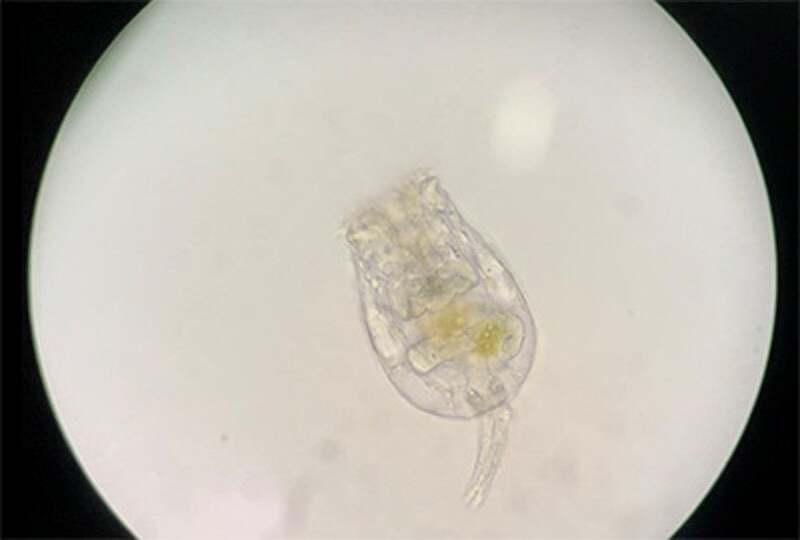 シオミズツボワムシ(拡大)