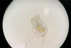 シオミズツボワムシ(拡大)