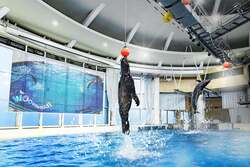 「2mのサメぬいぐるみ登場！大洗水族館が大規模リニューアル　新ライブとショップが話題」の写真