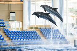 「2mのサメぬいぐるみ登場！大洗水族館が大規模リニューアル　新ライブとショップが話題」の写真