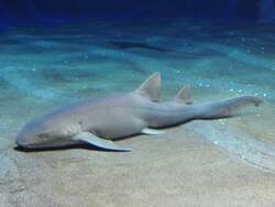 夜行性のナースシャーク