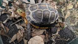 セマルハコガメカメ