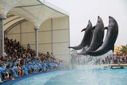 イルカショー　イメージ