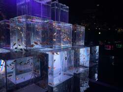 金魚展　イメージ