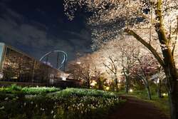 「夜桜びより(昨年の様子)」