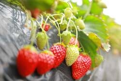 「食べ放題＆特製パフェ作りも！おいも×いちごの春フェス、茨城・行方市で3月開催」の写真