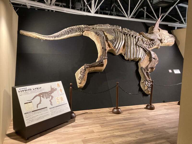 RAYMONDの半身骨格展示