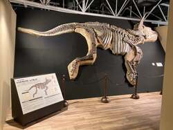 RAYMONDの半身骨格展示