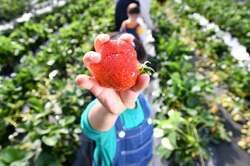 「摘みたて"あまおう"でケーキ作り！福岡・大木町で春休み限定のパティシエ体験イベント」の写真