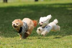 「閉園後の動物園をカートで探検！東武動物公園の隣に埼玉県最大級のグランピングOPEN」の写真