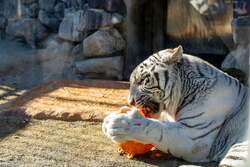 「閉園後の動物園をカートで探検！東武動物公園の隣に埼玉県最大級のグランピングOPEN」の写真