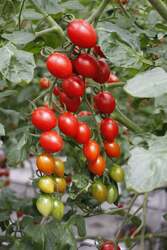 ワークショップマルシェ「JARDIN  　高糖度ミニトマト苗3種組み合わせセット」