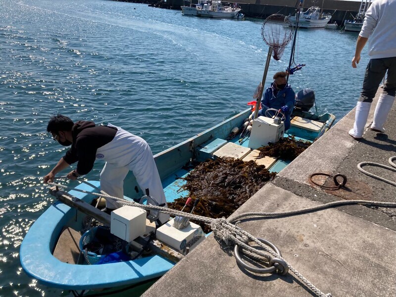 小坪わかめ収穫祭
