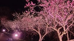 第73回 ぎふ梅まつり（岐阜市梅林公園）