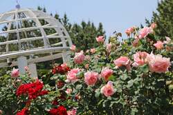 「700本の桜と海の仲間が彩る幻想的なお花見体験　横浜・八景島シーパラダイスで開催！」の写真